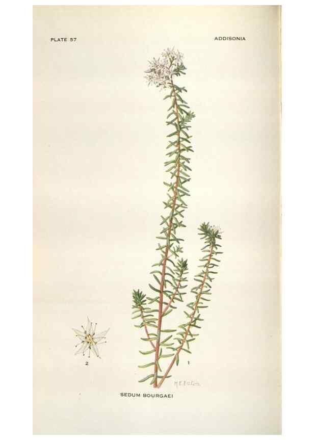 Reproducción/Reproduction 28560400733: Addisonia :. New York :New York Botanical Garden,1916-[1964].