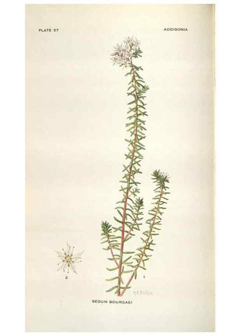 Reproducción/Reproduction 28560400733: Addisonia :. New York :New York Botanical Garden,1916-[1964].