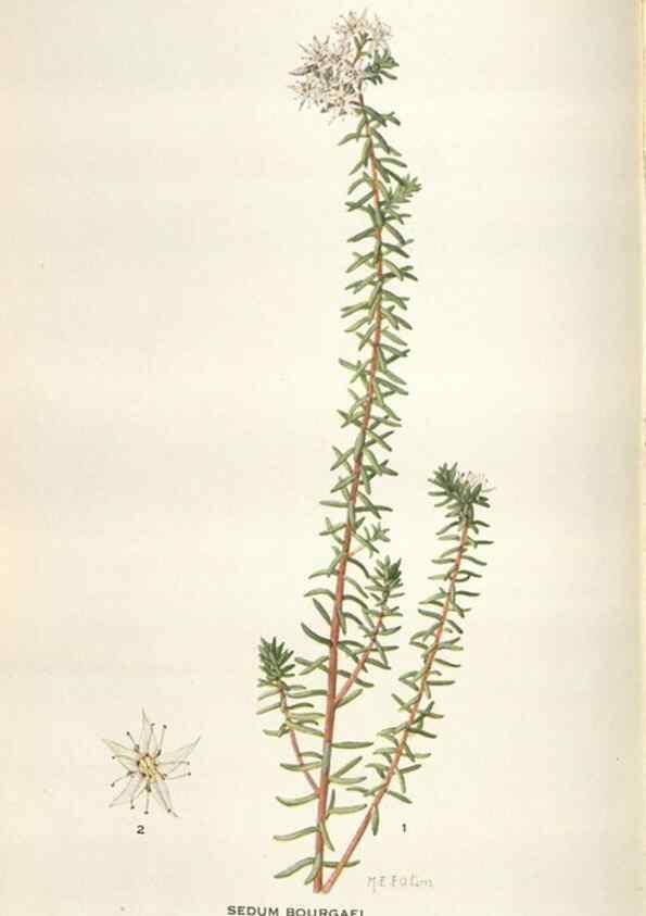 Reproducción/Reproduction 28560400733: Addisonia :. New York :New York Botanical Garden,1916-[1964].