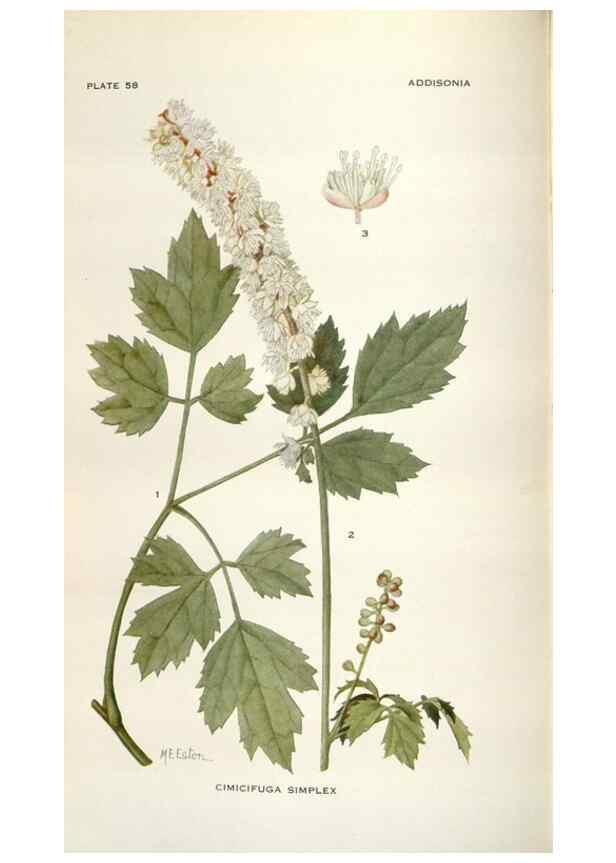 Reproducción/Reproduction 29146159906: Addisonia :. New York :New York Botanical Garden,1916-[1964].