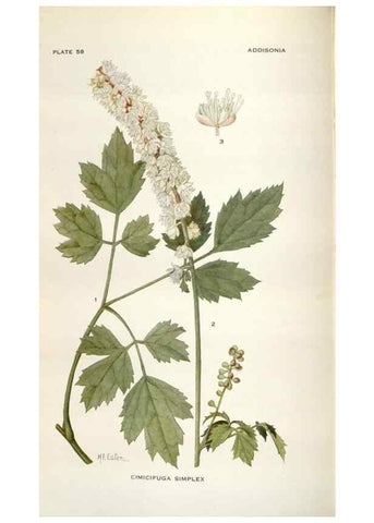 Reproducción/Reproduction 29146159906: Addisonia :. New York :New York Botanical Garden,1916-[1964].