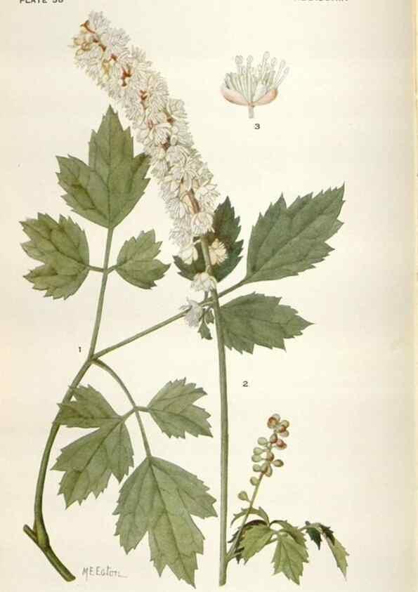 Reproducción/Reproduction 29146159906: Addisonia :. New York :New York Botanical Garden,1916-[1964].