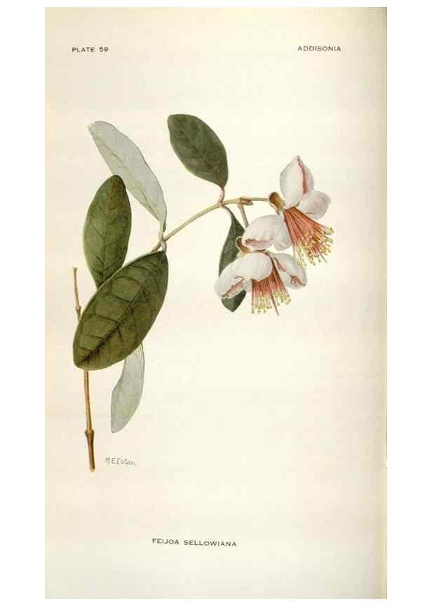 Reproducción/Reproduction 28892124790: Addisonia :. New York :New York Botanical Garden,1916-[1964].