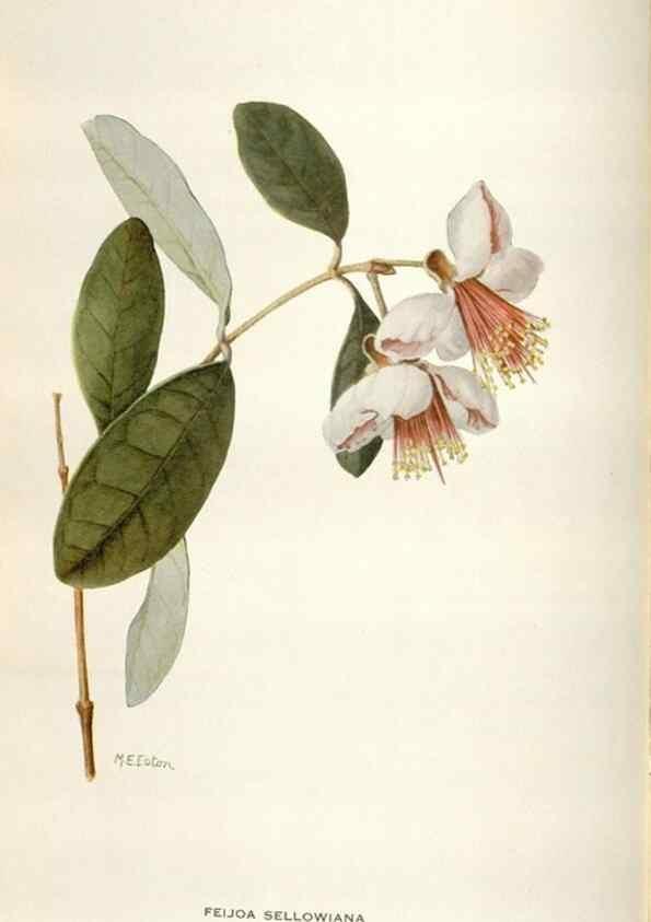 Reproducción/Reproduction 28892124790: Addisonia :. New York :New York Botanical Garden,1916-[1964].