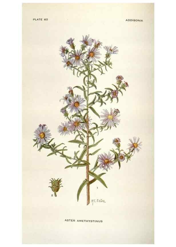 Reproducción/Reproduction 28892130970: Addisonia :. New York :New York Botanical Garden,1916-[1964].
