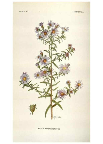 Reproducción/Reproduction 28892130970: Addisonia :. New York :New York Botanical Garden,1916-[1964].