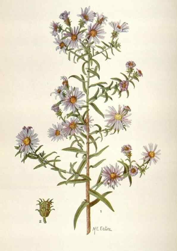 Reproducción/Reproduction 28892130970: Addisonia :. New York :New York Botanical Garden,1916-[1964].