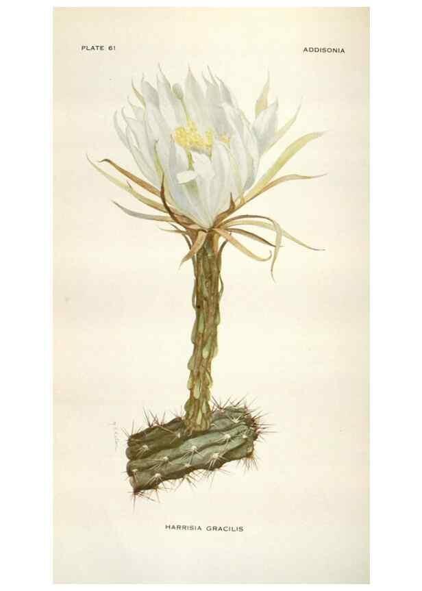 Reproducción/Reproduction 28892136970: Addisonia :. New York :New York Botanical Garden,1916-[1964].
