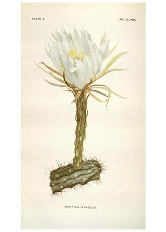 Reproducción/Reproduction 28892136970: Addisonia :. New York :New York Botanical Garden,1916-[1964].