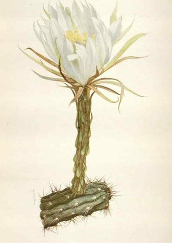 Reproducción/Reproduction 28892136970: Addisonia :. New York :New York Botanical Garden,1916-[1964].
