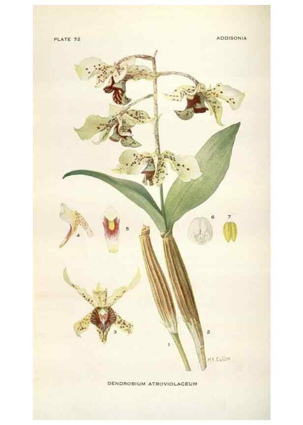 Reproducción/Reproduction 28560476663: Addisonia :. New York :New York Botanical Garden,1916-[1964].