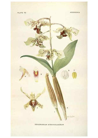 Reproducción/Reproduction 28560476663: Addisonia :. New York :New York Botanical Garden,1916-[1964].