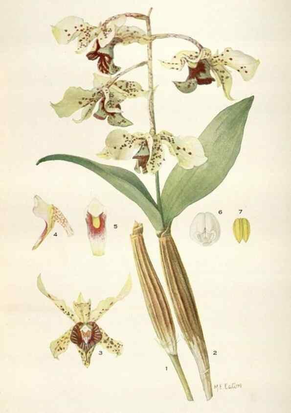 Reproducción/Reproduction 28560476663: Addisonia :. New York :New York Botanical Garden,1916-[1964].