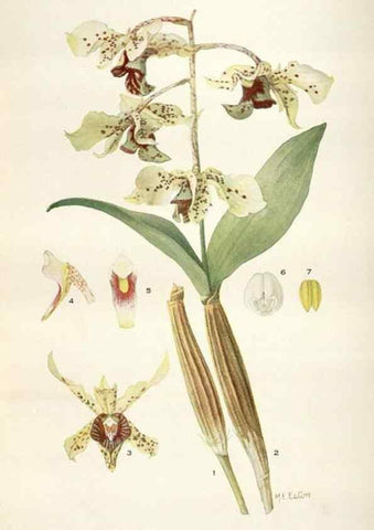 Reproducción/Reproduction 28560476663: Addisonia :. New York :New York Botanical Garden,1916-[1964].