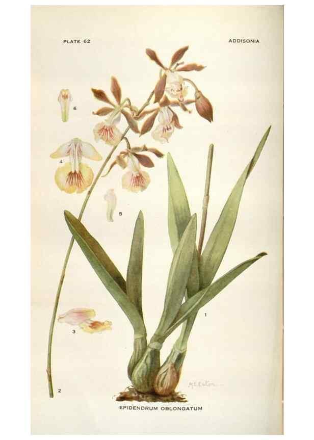 Reproducción/Reproduction 28892145740: Addisonia :. New York :New York Botanical Garden,1916-[1964].
