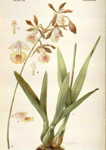 Reproducción/Reproduction 28892145740: Addisonia :. New York :New York Botanical Garden,1916-[1964].