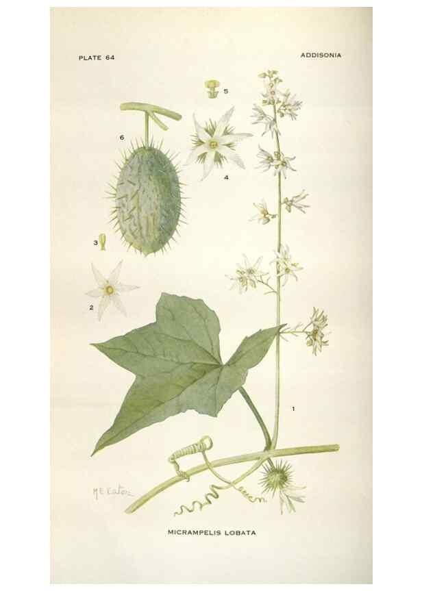 Reproducción/Reproduction 28892156970: Addisonia :. New York :New York Botanical Garden,1916-[1964].
