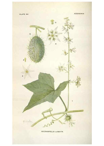 Reproducción/Reproduction 28892156970: Addisonia :. New York :New York Botanical Garden,1916-[1964].