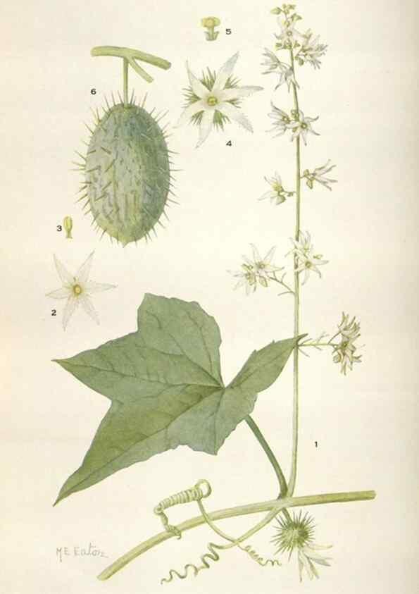 Reproducción/Reproduction 28892156970: Addisonia :. New York :New York Botanical Garden,1916-[1964].
