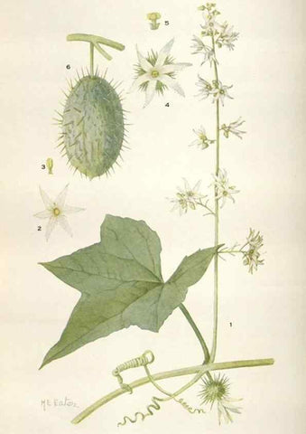 Reproducción/Reproduction 28892156970: Addisonia :. New York :New York Botanical Garden,1916-[1964].