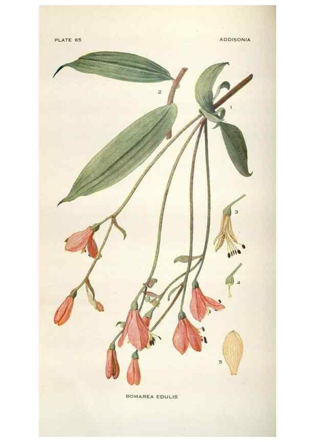 Reproducción/Reproduction 28892163460: Addisonia :. New York :New York Botanical Garden,1916-[1964].