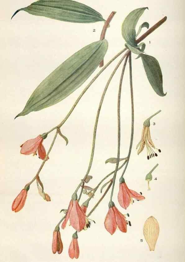 Reproducción/Reproduction 28892163460: Addisonia :. New York :New York Botanical Garden,1916-[1964].