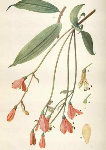 Reproducción/Reproduction 28892163460: Addisonia :. New York :New York Botanical Garden,1916-[1964].