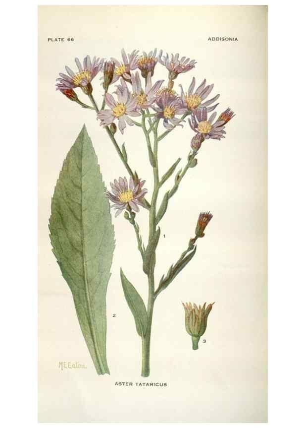 Reproducción/Reproduction 28560445593: Addisonia :. New York :New York Botanical Garden,1916-[1964].