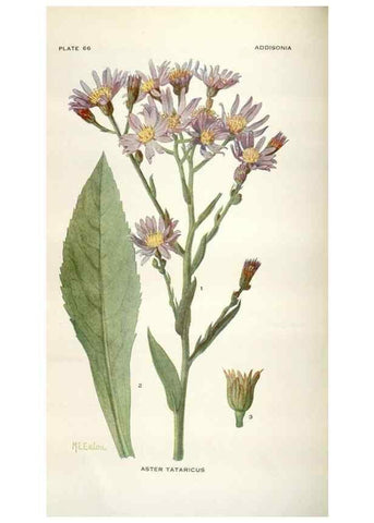 Reproducción/Reproduction 28560445593: Addisonia :. New York :New York Botanical Garden,1916-[1964].