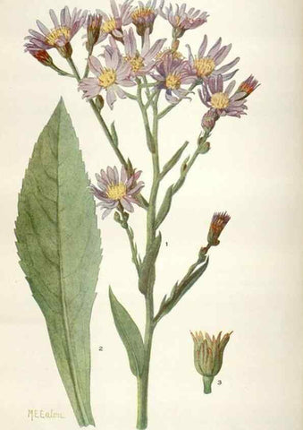 Reproducción/Reproduction 28560445593: Addisonia :. New York :New York Botanical Garden,1916-[1964].
