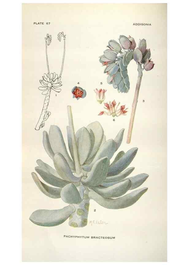 Reproducción/Reproduction 28892174050: Addisonia :. New York :New York Botanical Garden,1916-[1964].