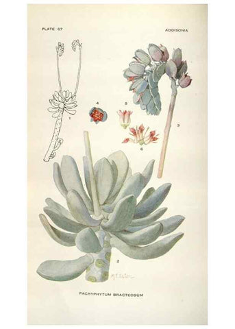 Reproducción/Reproduction 28892174050: Addisonia :. New York :New York Botanical Garden,1916-[1964].