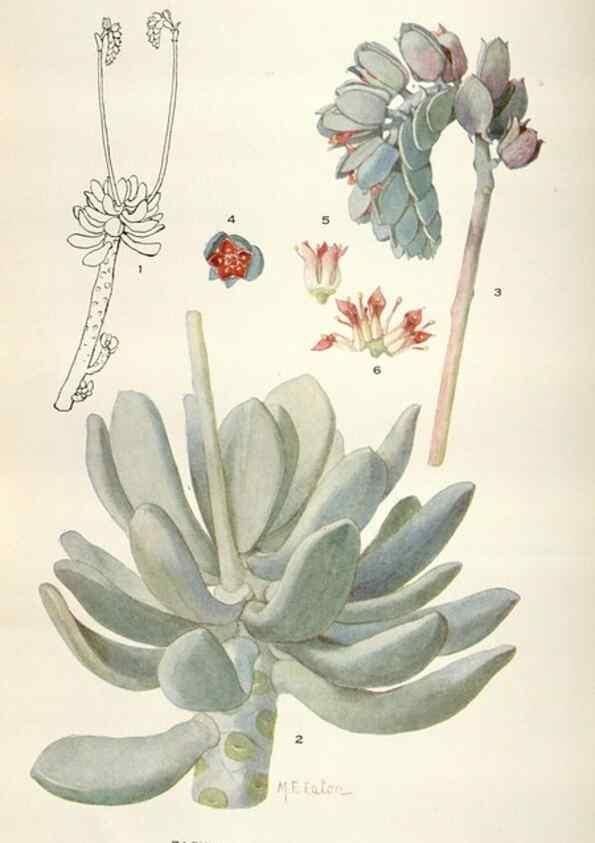 Reproducción/Reproduction 28892174050: Addisonia :. New York :New York Botanical Garden,1916-[1964].