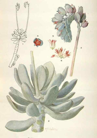 Reproducción/Reproduction 28892174050: Addisonia :. New York :New York Botanical Garden,1916-[1964].