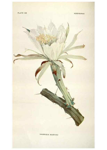 Reproducción/Reproduction 29146208126: Addisonia :. New York :New York Botanical Garden,1916-[1964].