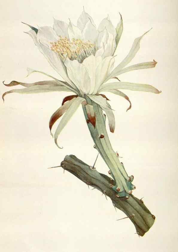 Reproducción/Reproduction 29146208126: Addisonia :. New York :New York Botanical Garden,1916-[1964].