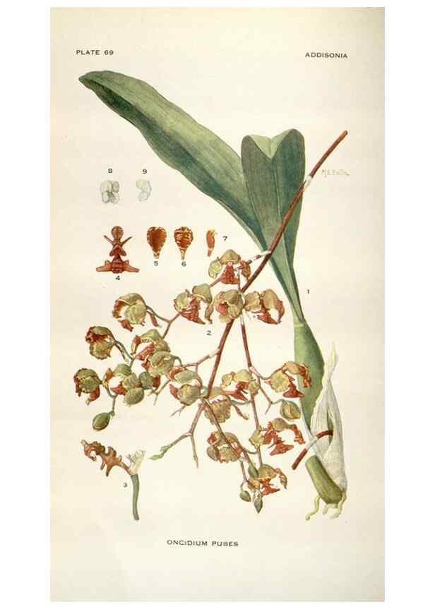 Reproducción/Reproduction 29073711202: Addisonia :. New York :New York Botanical Garden,1916-[1964].