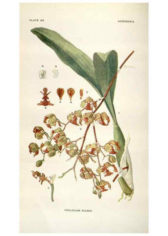 Reproducción/Reproduction 29073711202: Addisonia :. New York :New York Botanical Garden,1916-[1964].