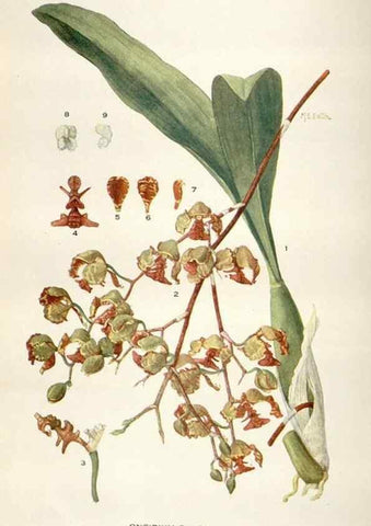 Reproducción/Reproduction 29073711202: Addisonia :. New York :New York Botanical Garden,1916-[1964].