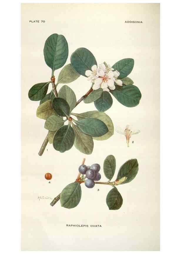 Reproducción/Reproduction 29073716082: Addisonia :. New York :New York Botanical Garden,1916-[1964].