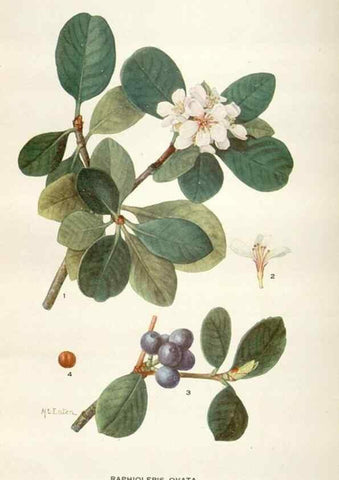 Reproducción/Reproduction 29073716082: Addisonia :. New York :New York Botanical Garden,1916-[1964].