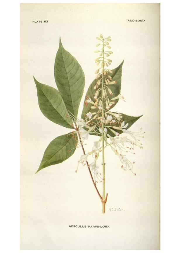 Reproducción/Reproduction 29179782975: Addisonia :. New York :New York Botanical Garden,1916-[1964].