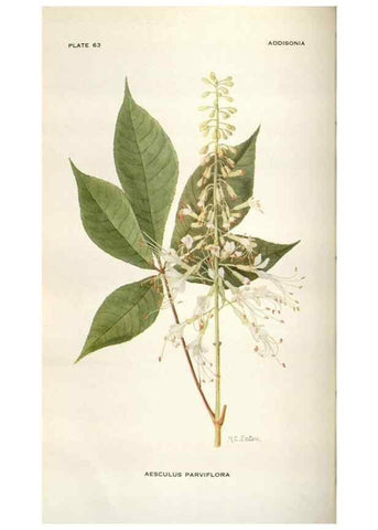 Reproducción/Reproduction 29179782975: Addisonia :. New York :New York Botanical Garden,1916-[1964].