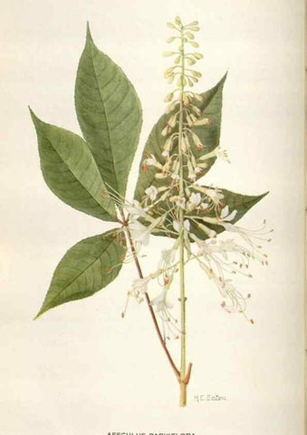 Reproducción/Reproduction 29179782975: Addisonia :. New York :New York Botanical Garden,1916-[1964].