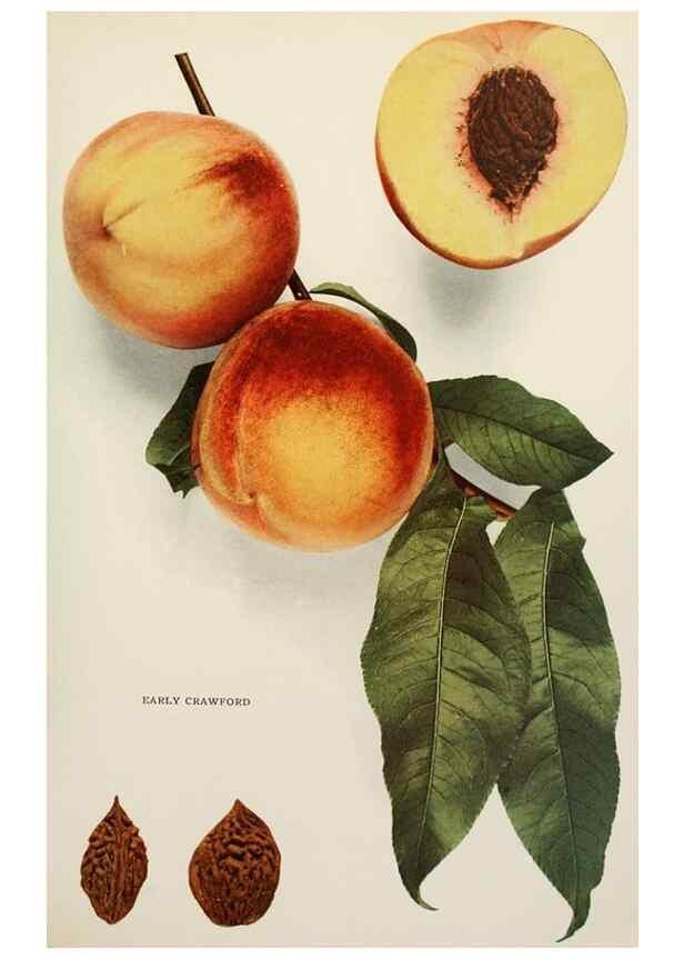 Reproducción/Reproduction 29838347355: The peaches of New York,. Albany,J. B. Lyon Company, printers,1917.