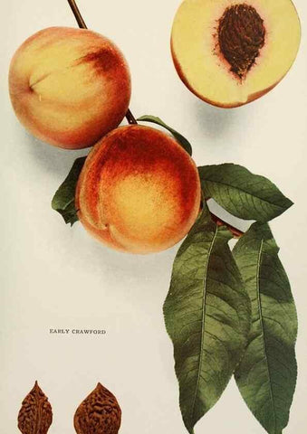 Reproducción/Reproduction 29838347355: The peaches of New York,. Albany,J. B. Lyon Company, printers,1917.