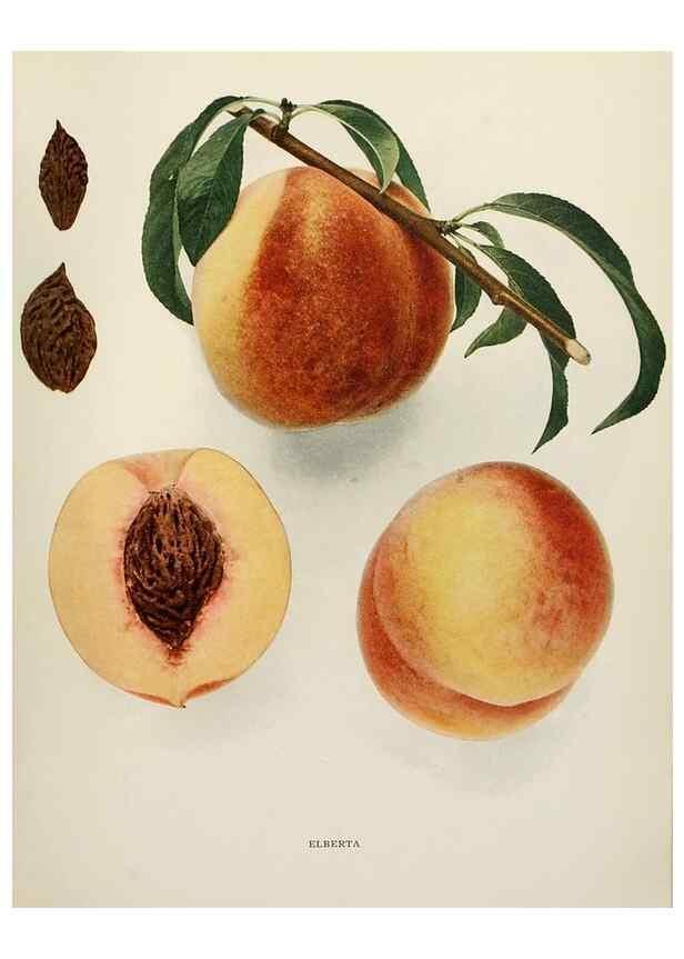 Reproducción/Reproduction 29212329343: The peaches of New York,. Albany,J. B. Lyon Company, printers,1917.