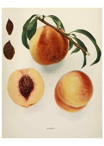 Reproducción/Reproduction 29212329343: The peaches of New York,. Albany,J. B. Lyon Company, printers,1917.