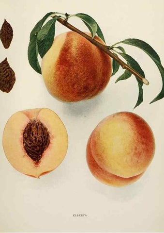 Reproducción/Reproduction 29212329343: The peaches of New York,. Albany,J. B. Lyon Company, printers,1917.