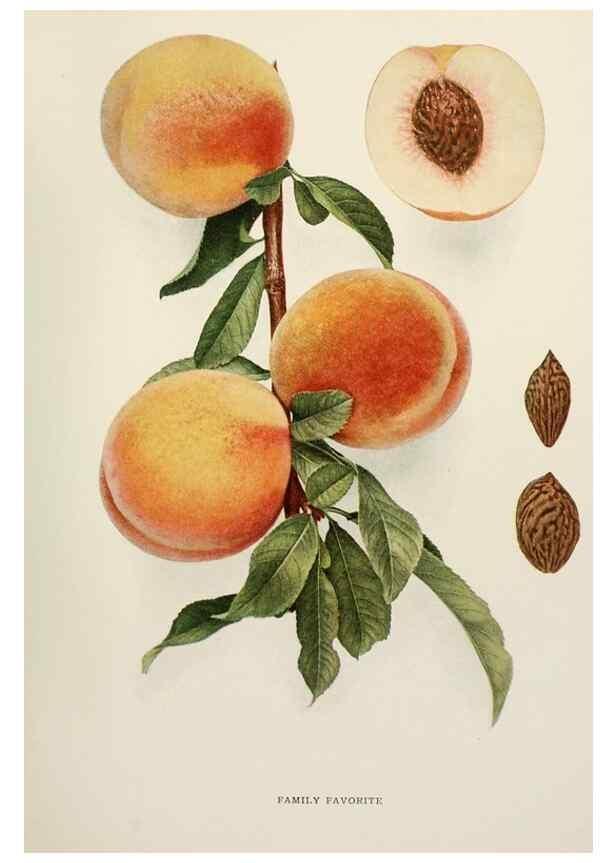 Reproducción/Reproduction 29803010836: The peaches of New York,. Albany,J. B. Lyon Company, printers,1917.
